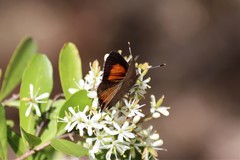 Paralucia pyrodiscus lucida