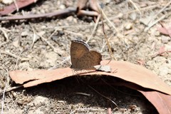 Paralucia pyrodiscus lucida