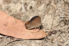 Paralucia pyrodiscus lucida