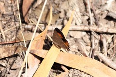 Paralucia pyrodiscus lucida