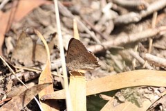 Paralucia pyrodiscus lucida