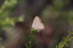 Paralucia pyrodiscus lucida