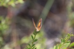 Paralucia pyrodiscus lucida