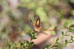 Paralucia pyrodiscus lucida