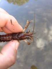 Procambarus pentastylus