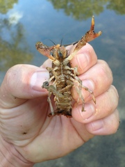 Procambarus pentastylus