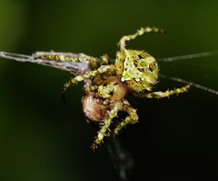 Novaranea courti