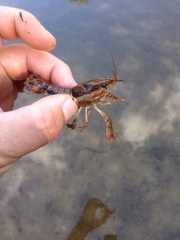 Procambarus pentastylus