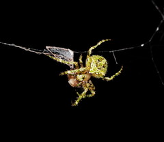 Novaranea courti