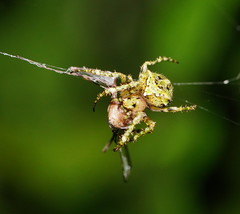Novaranea courti