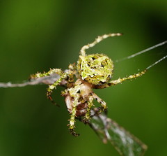 Novaranea courti