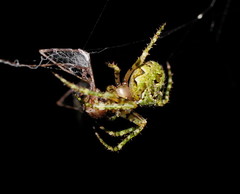 Novaranea courti