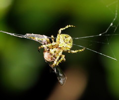 Novaranea courti