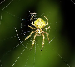 Novaranea courti