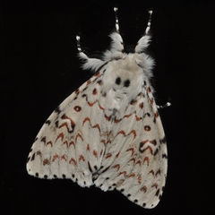 Lymantria nephrographa