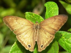 Euptychoides laccine