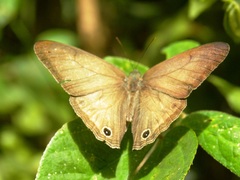 Euptychoides laccine