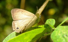 Euptychoides laccine