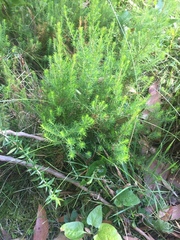 Erica lusitanica