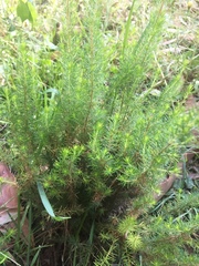 Erica lusitanica