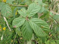 Rubus amplificatus