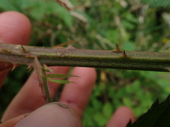 Rubus amplificatus