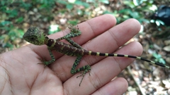 Gonocephalus liogaster