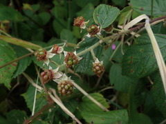 Rubus amplificatus