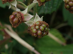 Rubus amplificatus