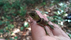 Gonocephalus liogaster