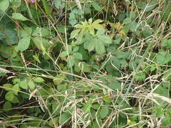 Rubus amplificatus