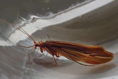 Psychoglypha bella