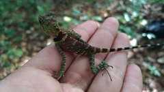 Gonocephalus liogaster