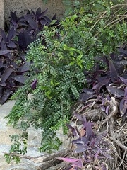 Zanthoxylum beecheyanum