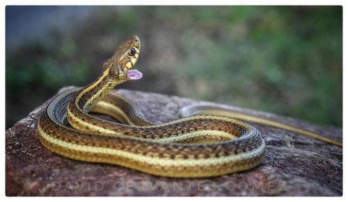 Rossman's Garter Snake
