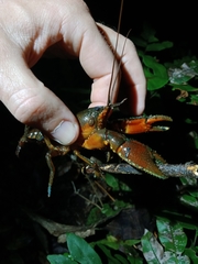 Euastacus