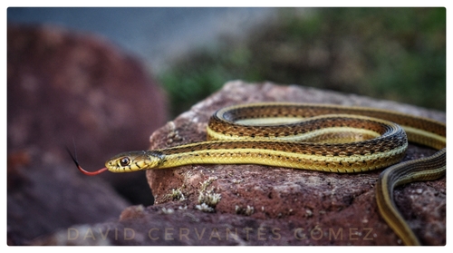 Rossman's Garter Snake