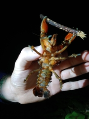 Euastacus