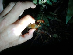 Euastacus