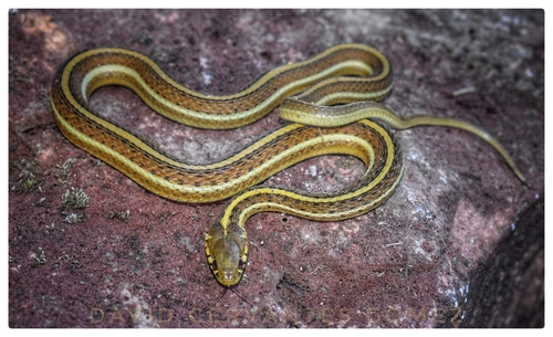 Rossman's Garter Snake