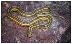 Thamnophis rossmani