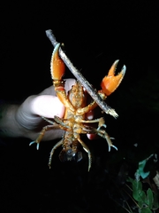 Euastacus