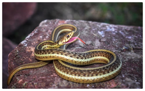 Rossman's Garter Snake