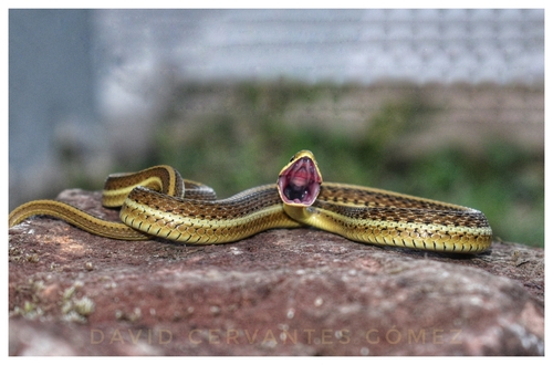Rossman's Garter Snake