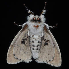 Lymantria nephrographa