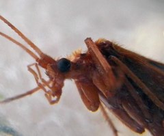 Psychoglypha bella
