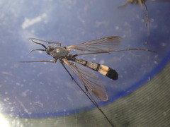 Isoneuromyia harrisi