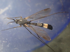 Isoneuromyia harrisi