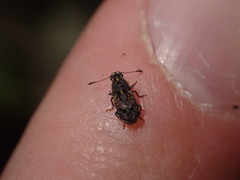 Pleosporius bullatus