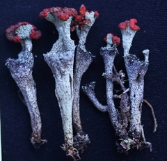 Cladonia deformis